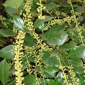 Itea ilicifolia P16 (2)